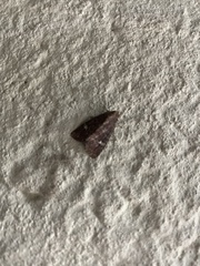 Melanchra persicariae