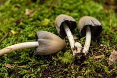 Coprinopsis pinguispora