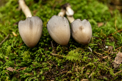 Coprinopsis pinguispora