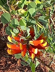 Erythrina acanthocarpa