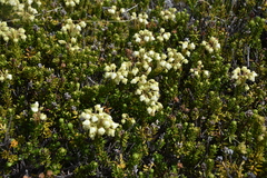 Phyllodoce glanduliflora