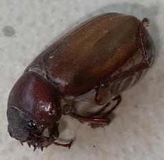 Amphitrichia constricta