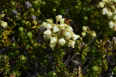 Phyllodoce glanduliflora
