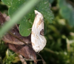Aethes angustana