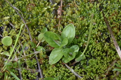 Veronica wormskjoldii
