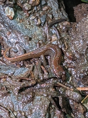 Desmognathus fuscus