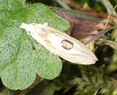 Aethes angustana