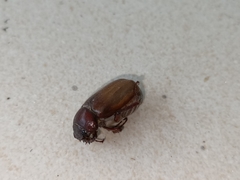 Amphitrichia constricta