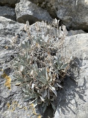 Resetnikia triquetra