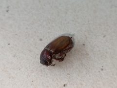 Amphitrichia constricta