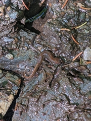 Desmognathus fuscus