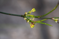 Centella macrocarpa