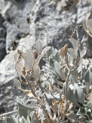 Resetnikia triquetra