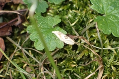 Aethes angustana