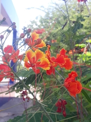 Caesalpinia pulcherrima