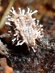 Stilbella