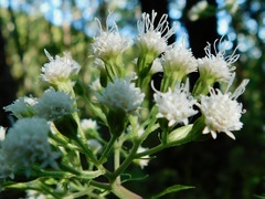 Ageratina roanensis