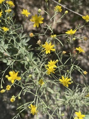 Gutierreziinae