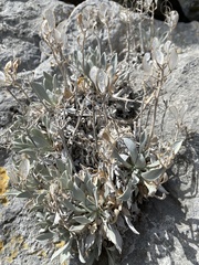 Resetnikia triquetra
