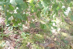 Aethes angustana