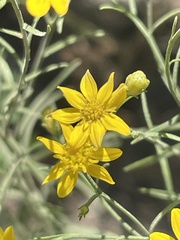 Gutierreziinae