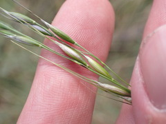 Piptochaetium pringlei