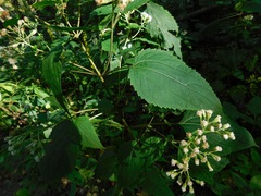Ageratina roanensis
