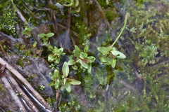 Epilobium anagallidifolium