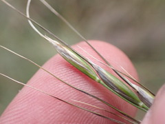 Piptochaetium pringlei