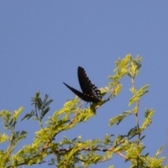 Limenitis arthemis arizonensis