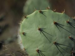 Opuntia rastrera
