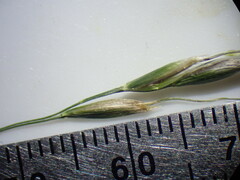 Piptochaetium pringlei