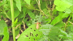 Ricolla quadrispinosa