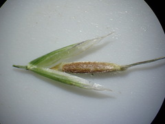 Piptochaetium pringlei