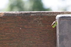 Megachile willughbiella