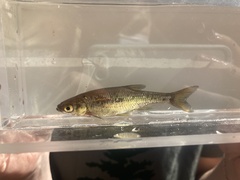 Notemigonus crysoleucas