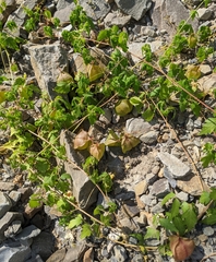 Cardiospermum halicacabum