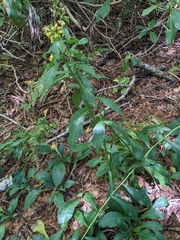Solidago curtisii