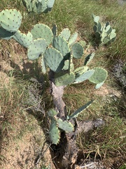 Opuntia orbiculata