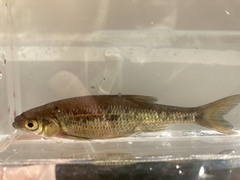 Notemigonus crysoleucas