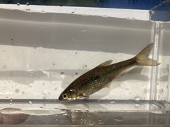 Notemigonus crysoleucas