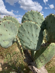 Opuntia orbiculata