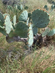 Opuntia orbiculata