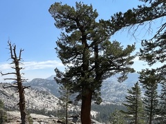 Pinus monticola
