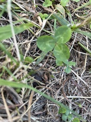 Trifolium repens