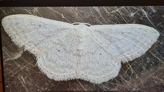 Idaea subsericeata
