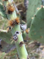 Opuntia orbiculata