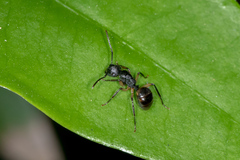 Campomyrma