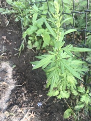 Artemisia verlotiorum