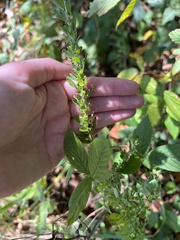 Lespedeza cuneata